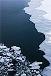 Floes de glace flottant sur la surface de la mer