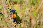 Rainbow Lorikeet, Tyto Wetlands, Ingham, Queensland, Australia