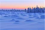 Schneebedeckte Tannen bei Dämmerung, Nissi, Österbotten, Nordfinnland