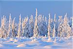 Snow Covered épinettes Nissi, Ostrobotnie du Nord, Finlande