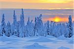 Snow Covered Trees at Sunset, Nissi, Northern Ostrobothnia, Finland