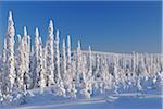 Verschneite Wald, Niskala, Nordösterbotten, Finnland