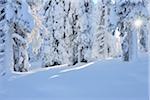 Schneebedeckte Tannen mit Sonne, Niskala, Nordösterbotten, Finnland