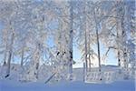 Couverte de neige, arbres, Liikasenvaara, Ostrobotnie du Nord, Finlande