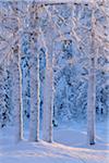 Verschneite Bäume, Liikasenvaara, Österbotten, Nordfinnland