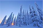 Épinettes couvertes de neige au lever du soleil, Kuusamo, Ostrobotnie du Nord, Finlande