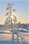 Sun and Snow Covered Tree, Kuusamo, Northern Ostrobothnia, Finland