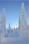 Soleil à travers la neige couvertes d'arbres, Rukatunturi, Kuusamo, Ostrobotnie du Nord, Finlande