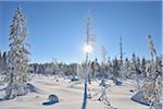 Soleil à travers la neige couverte d'arbres, Kuusamo, Ostrobotnie du Nord, Finlande