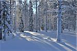 Couverte de neige, arbres, Ostrobotnie du Nord, Kuusamo, Finlande