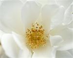 Detail of white flower