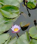 Water lily blossom