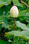 Closed water lily blossom