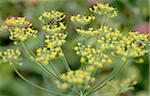 Blooming fennel