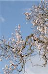 Blühende Mandelbäume Baum