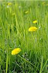 Meadow with dandelion