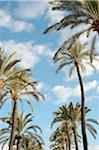 Palm trees with clouds in the sky