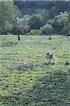 Adult sheep and young standing in meadow