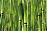 Stalks of horsetail