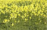 Blooming clover field