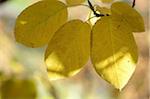 Gelbe Blätter eines Baumes