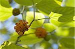 Fruits d'un arbre