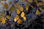 Autumn leaves above water