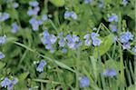 Fleurs bleues en herbe