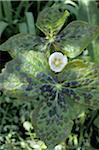 Plant with white blossom