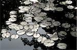 Water lily leaves on water