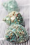Drei dekorative Schnecke shells