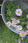 Bucket with marguerites