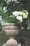 Amphora with Hydrangea