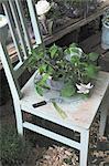 Flower on wooden chair