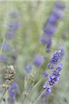 Blühenden Lavendel