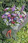 Colorful bunch of flowers with Aster