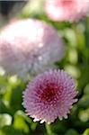 Rose Bellis perennis