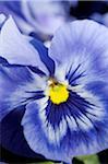 Pansy