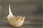 Garlic clove