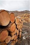 Piles of Logs, Scotland