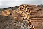 Piles of Logs, Scotland