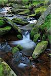 Stream, Oderteich, Sankt Andreasberg, Goslar, Harz, Lower Saxony, Germany