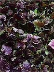 Cress Shiso rouge