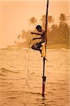 Stelzenläufer Fischer, Ahangama, Sri Lanka