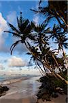 Plage et palmiers, Ahangama, Sri Lanka