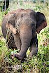 Sri Lankan Elephant, Udawalawe National Park, Sri Lanka