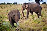 Sri Lankan éléphants, Udawalawe National Park, Sri Lanka