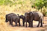 Gruppe von Elefanten, Udawalawe-Nationalpark in Sri Lanka