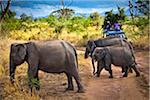 Menschen auf Safari beobachten Elefanten, Udawalawe-Nationalpark in Sri Lanka