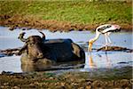 Water Buffalo and Painted Stork, Udawalawe National Park, Sri Lanka